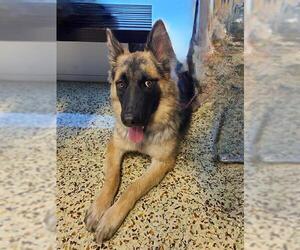 German Shepherd Dog-Unknown Mix Dogs for adoption in Riverside, CA, USA