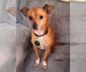 Chihuahua-Unknown Mix Dogs for adoption in Colorado Springs, CO, USA