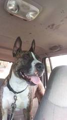 Bull Terrier Dogs for adoption in Los Banos, CA, USA