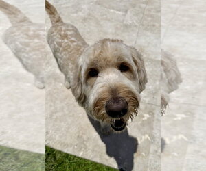 Golden Retriever Dogs for adoption in Boca Raton, FL, USA