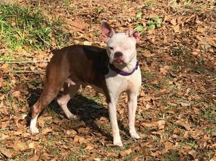 Boston Terrier Dogs for adoption in Tallahassee, FL, USA