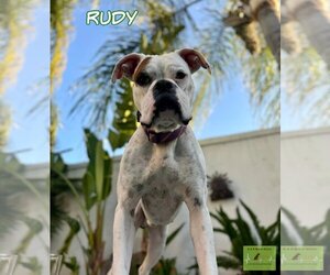 Boxer Dogs for adoption in Costa Mesa , CA, USA