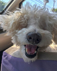 Poodle (Miniature)-Unknown Mix Dogs for adoption in Anaheim, CA, USA