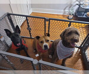 American Pit Bull Terrier-Unknown Mix Dogs for adoption in Virginia Beach, VA, USA