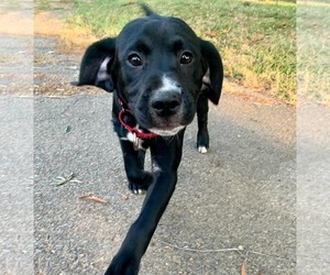 Labrador Retriever-Unknown Mix Dogs for adoption in Rustburg, VA, USA