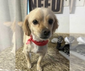 Chihuahua-Unknown Mix Dogs for adoption in Visalia, CA, USA
