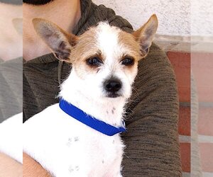 Parson Russell Terrier-Unknown Mix Dogs for adoption in Carrollton, TX, USA