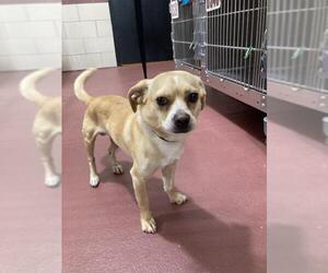 Puggle Dogs for adoption in Columbia, TN, USA
