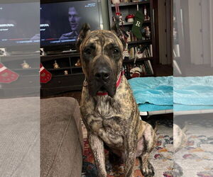 Presa Canario Dogs for adoption in Fenton, MO, USA