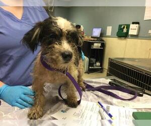 Mutt Dogs for adoption in Riverside, CA, USA