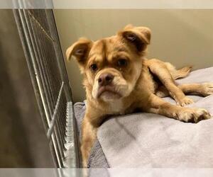 French Bullhuahua Dogs for adoption in Santa Maria, CA, USA