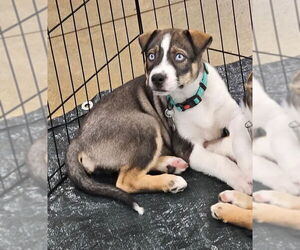 - Mix Dogs for adoption in Holly Springs, NC, USA