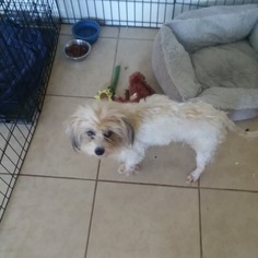 Havanese Dogs for adoption in Okeechobee, FL, USA