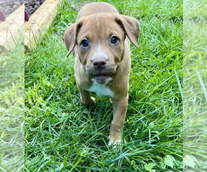 American Pit Bull Terrier-Unknown Mix Dogs for adoption in Mooresville, NC, USA