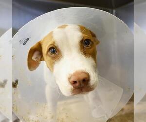 Mutt Dogs for adoption in San Antonio, TX, USA
