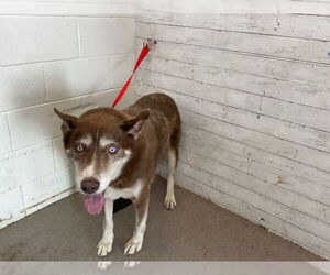 Siberian Husky Dogs for adoption in San Bernardino, CA, USA