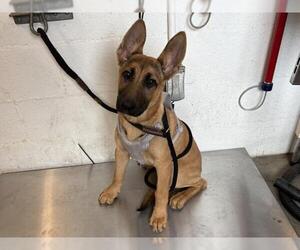 German Shepherd Dog Dogs for adoption in Corona, CA, USA