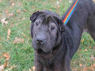 Chinese Shar-Pei Dogs for adoption in Decatur, IL, USA