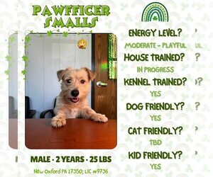 Unknown-Wheaten Terrier Mix Dogs for adoption in New Oxford , PA, USA