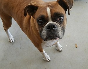 Boxer Dogs for adoption in Northport, AL, USA
