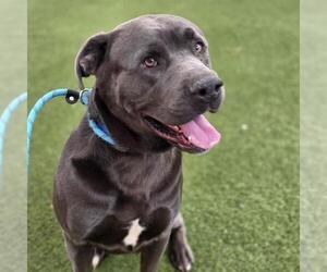 Mutt Dogs for adoption in Las Vegas, NV, USA