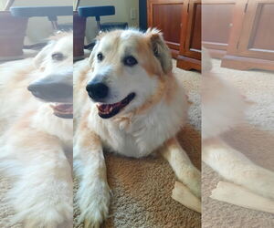 Collie-Great Pyrenees Mix Dogs for adoption in Doylestown, PA, USA