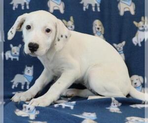 Borador Dogs for adoption in Morton Grove, IL, USA