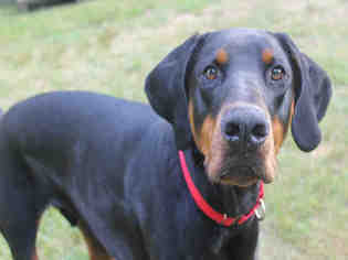 Doberman Pinscher Dogs for adoption in Brewster, MA, USA