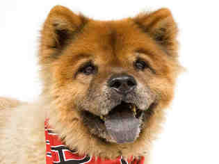Medium Photo #1 Chow Chow Puppy For Sale in Orlando, FL, USA
