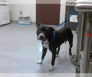 American Pit Bull Terrier Dogs for adoption in Fayetteville, NC, USA