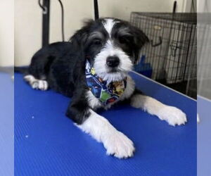 Maltese-Unknown Mix Dogs for adoption in Dana Point, CA, USA