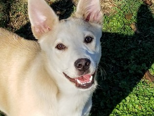Alaskan Husky-Labrador Retriever Mix Dogs for adoption in Statesboro, GA, USA