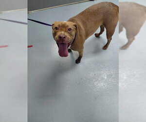 Mutt Dogs for adoption in St. Cloud, FL, USA