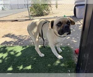 Boxer-Unknown Mix Dogs for adoption in HESPERIA, CA, USA