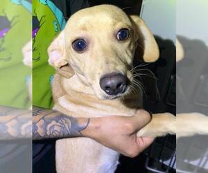 Basschshund Dogs for adoption in San Antonio, TX, USA