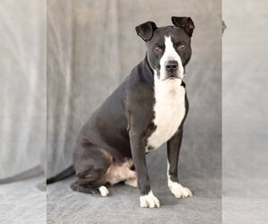 Bullboxer Pit Dogs for adoption in Narberth, PA, USA