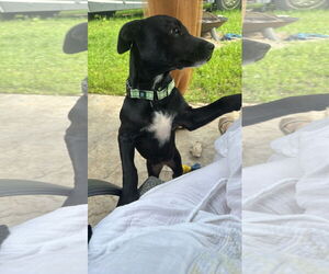 Labrador Retriever-Unknown Mix Dogs for adoption in Duluth, MN, USA