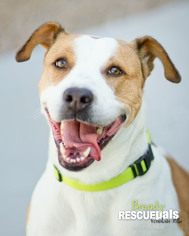 American Bulldog-Beagle Mix Dogs for adoption in Fountain Hills, AZ, USA