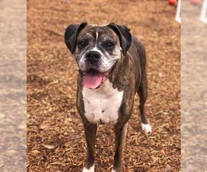 Boxer Dogs for adoption in Mooresville, NC, USA