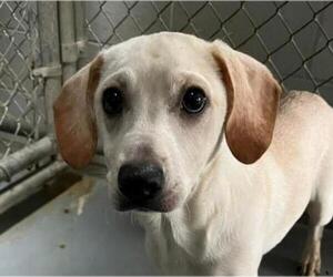 Labbe Dogs for adoption in Fredericksburg, VA, USA