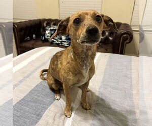 Chihuahua-Unknown Mix Dogs for adoption in Aurora, CO, USA