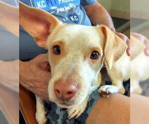 Cardigan Welsh Corgi Dogs for adoption in Ojai, CA, USA