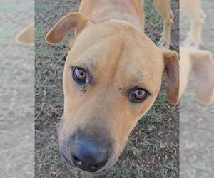 American Pit Bull Terrier Dogs for adoption in Bakersfield, CA, USA