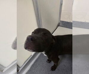 American Pit Bull Terrier-Unknown Mix Dogs for adoption in Glen Allen, VA, USA
