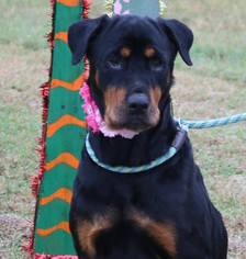 Rottweiler Dogs for adoption in Lytle, TX, USA
