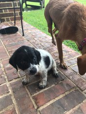 Lab-Pointer Dogs for adoption in Rosenberg, TX, USA