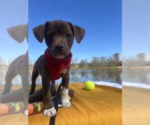 Bulldog-Chihuahua Mix Dogs for adoption in Tarrytown, GA, USA