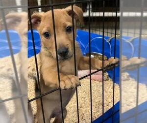 Cairn Terrier-Unknown Mix Dogs for adoption in New Smyrna Beach, FL, USA