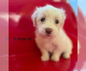 Maltese-Unknown Mix Dogs for adoption in Studio City, CA, USA