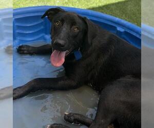 Labrador Retriever-Unknown Mix Dogs for adoption in San Diego, CA, USA